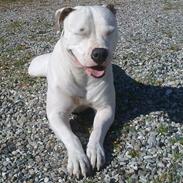 Amerikansk bulldog Freja