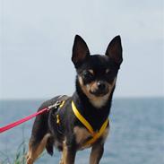 Chihuahua Takidos Colorado "Uno"