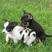 Chihuahua Takidos Colorado "Uno"