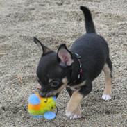 Chihuahua Takidos Colorado "Uno"