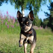 Chihuahua Takidos Colorado "Uno"