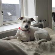 Dansk svensk gaardhund Musse