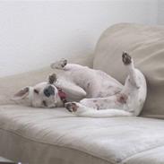 Dansk svensk gaardhund Musse