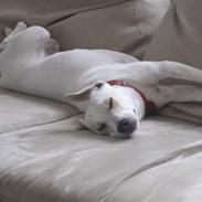 Dansk svensk gaardhund Musse