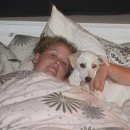 Dansk svensk gaardhund Musse