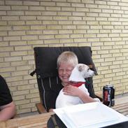 Dansk svensk gaardhund Musse