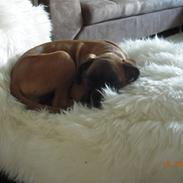 Boxer Febæk's S'Haiiley