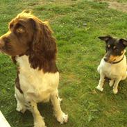 Dansk svensk gaardhund Carla