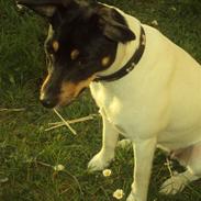 Dansk svensk gaardhund Carla