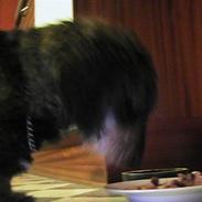 Gravhund frederik<3<3 (død)