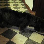 Gravhund frederik<3<3 (død)