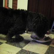 Gravhund frederik<3<3 (død)