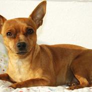 Blanding af racer | Gucci