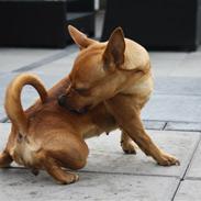 Blanding af racer | Gucci