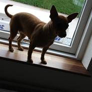 Blanding af racer | Gucci