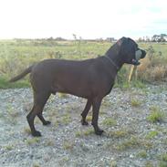 Blanding af racer taz