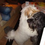 Coton de tulear Banjo