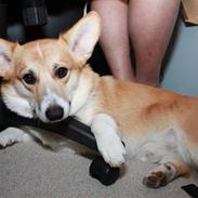 Welsh corgi pembroke Ares, Thippetot