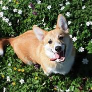 Welsh corgi pembroke Ares, Thippetot