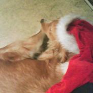 Golden retriever Jane