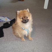 Pomeranian Theo
