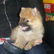 Pomeranian Theo