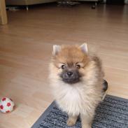 Pomeranian Theo
