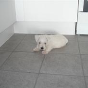 West highland white terrier max