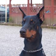 Dobermann Come as you are Cesano