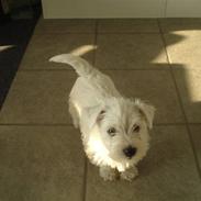 West highland white terrier max