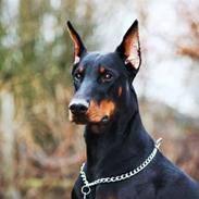 Dobermann Come as you are Cesano