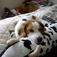 Beagle Mille