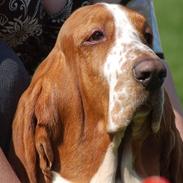 Basset hound Cocio