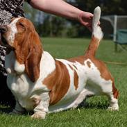 Basset hound Cocio