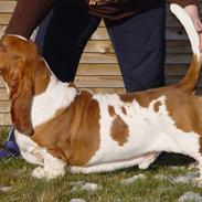 Basset hound Cocio