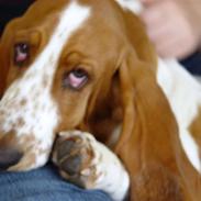 Basset hound Cocio