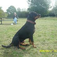 Rottweiler Iben