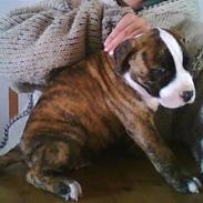 Amerikansk staffordshire terrier Rocky