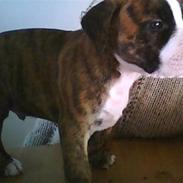 Amerikansk staffordshire terrier Rocky