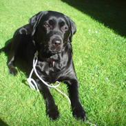 Labrador retriever Nala