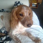 Welsh springer spaniel mollie