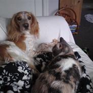 Welsh springer spaniel mollie