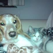 Welsh springer spaniel mollie