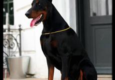 Dobermann ~ Hector (Troy del Nasi)