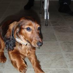 Dværggravhund Mille