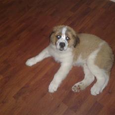 Sankt bernhardshund Rico