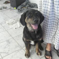 Blanding af racer Chowder