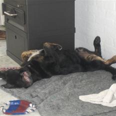 Blanding af racer Chowder