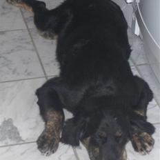 Blanding af racer Chowder