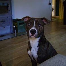 Amerikansk bulldog Cosmo